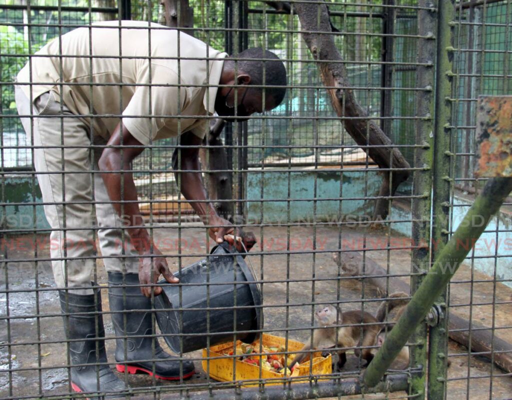 FILE PHOTO: Zookeeper Christian Blake-Prescott feeds a timid capuchin monkey at the Emperor Valley Zoo, Port of Spain, on December 28, 2021. - Ayanna Kinsale