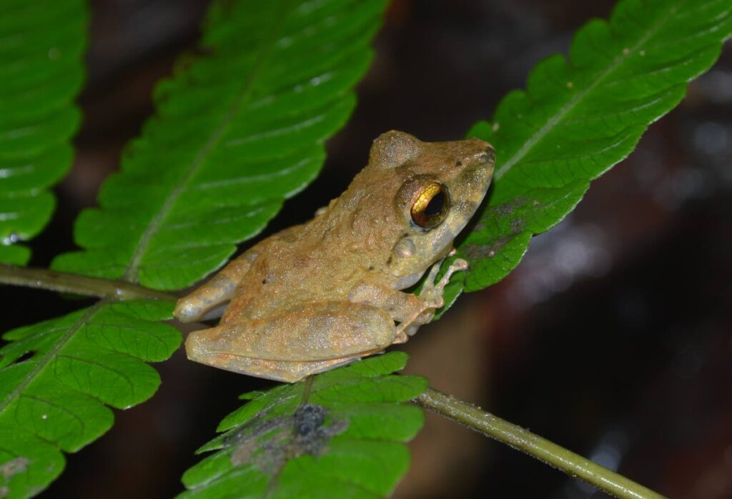 The Charlotteville litter frog was first discovered in Charlotteville by scientists in 1995. - Photo courtesy Renoir Auguste