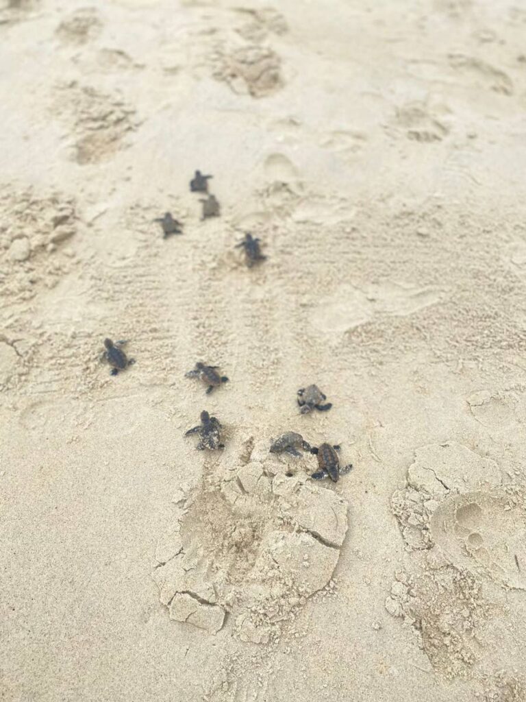 Hawksbill turtle hatch at Maracas Bay on Sunday. Photo courtesy UDeCott