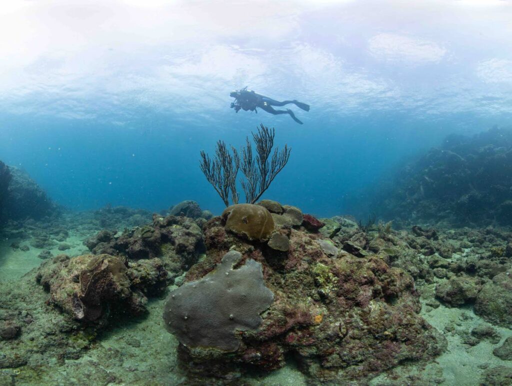 A diver explores Tobago’s reefs. Photo courtesy The Maritime Ocean Collection - The Maritime Ocean Collection