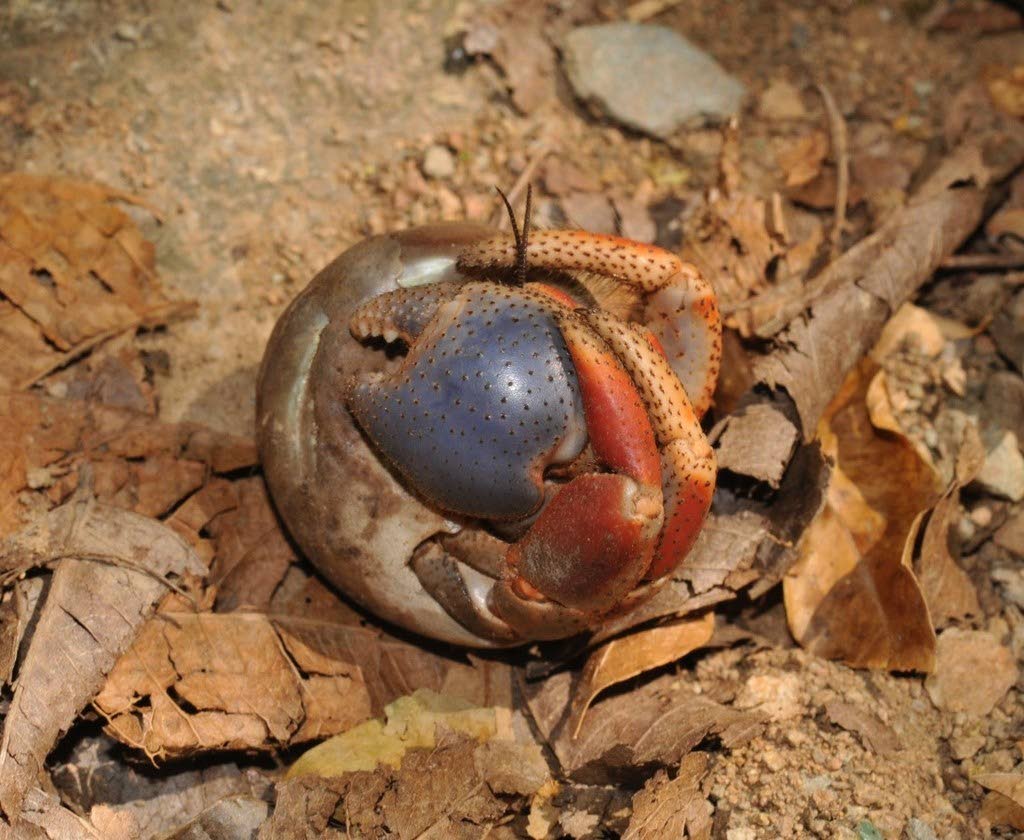 Caribbean Soldier Crab, The Hermit That Lives In Forests - Trinidad And ...