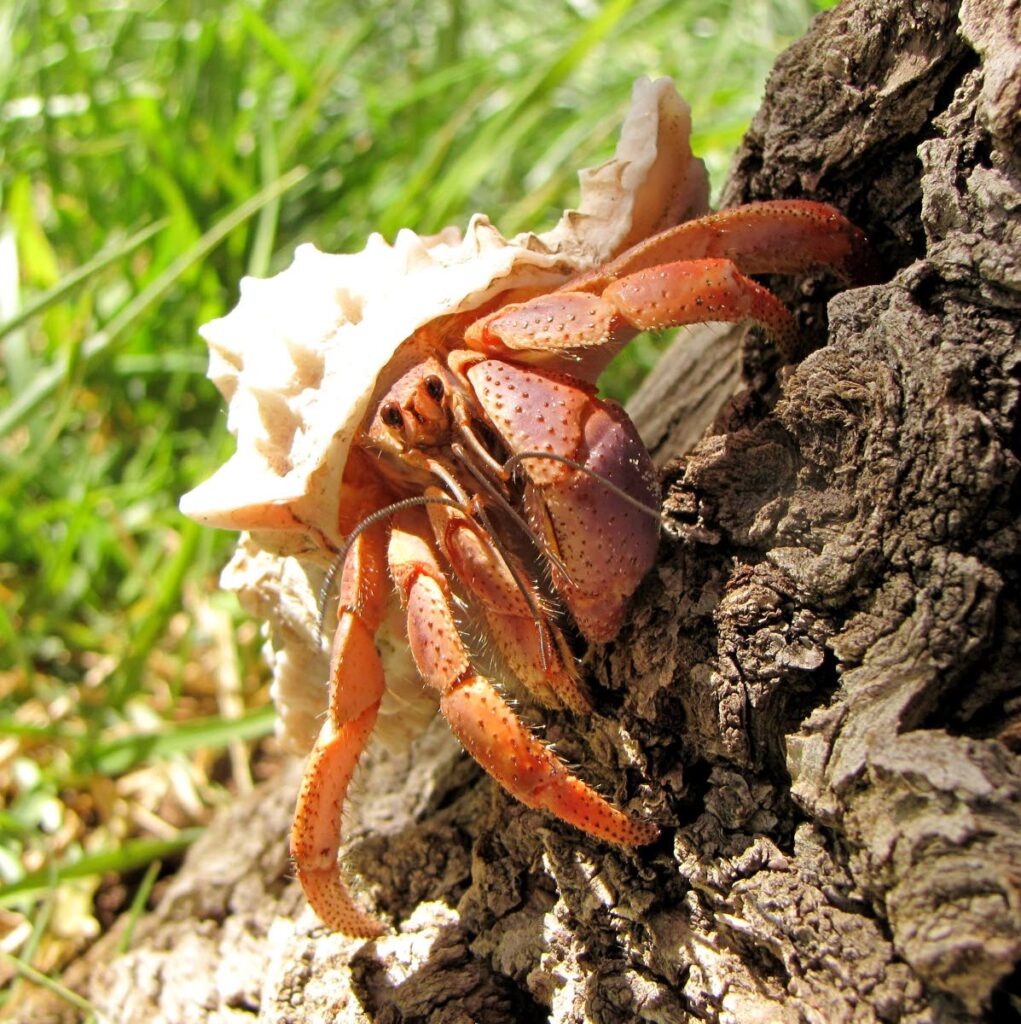 The Caribbean soldier crab is one of only a few species of hermit crabs that spends time in forests. Photo: wikipedia.com - 