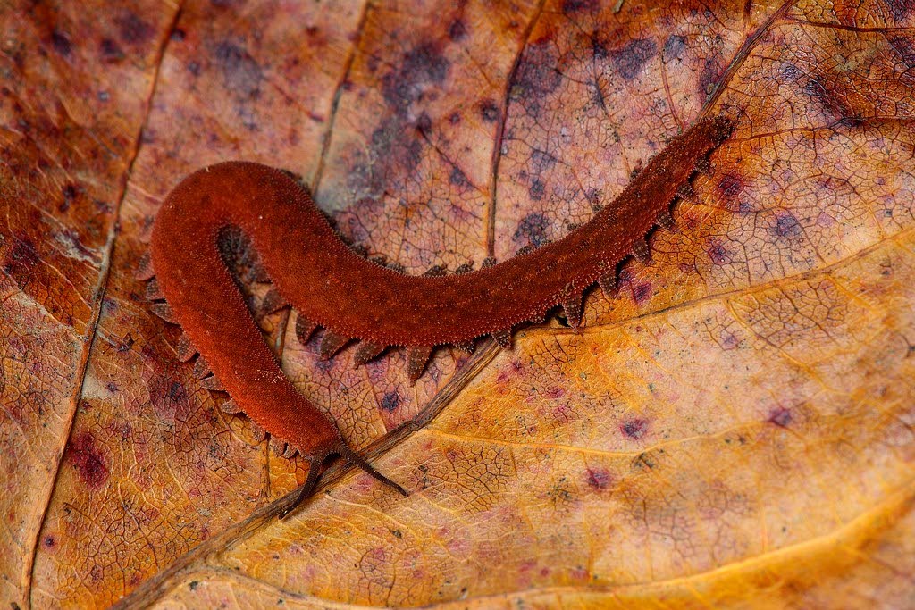 Velvet worms can grow up to 15 centimetres and are solitary. Source: wikipedia.com - 