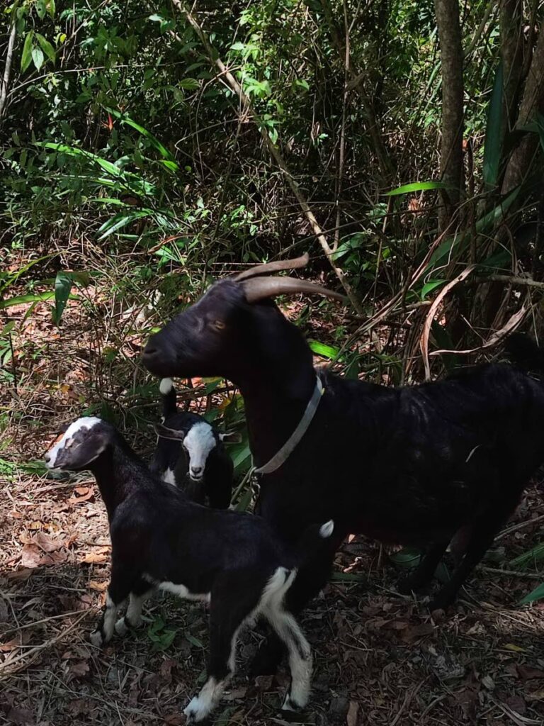 Goats found in a bushy area in Calder Hall over the weekend.  - 