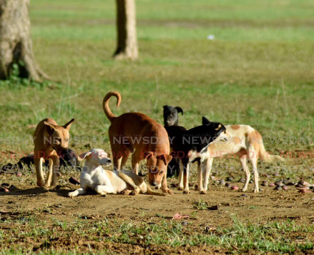 A pack of stray dogs at Queen's Park Savannah. - File photo