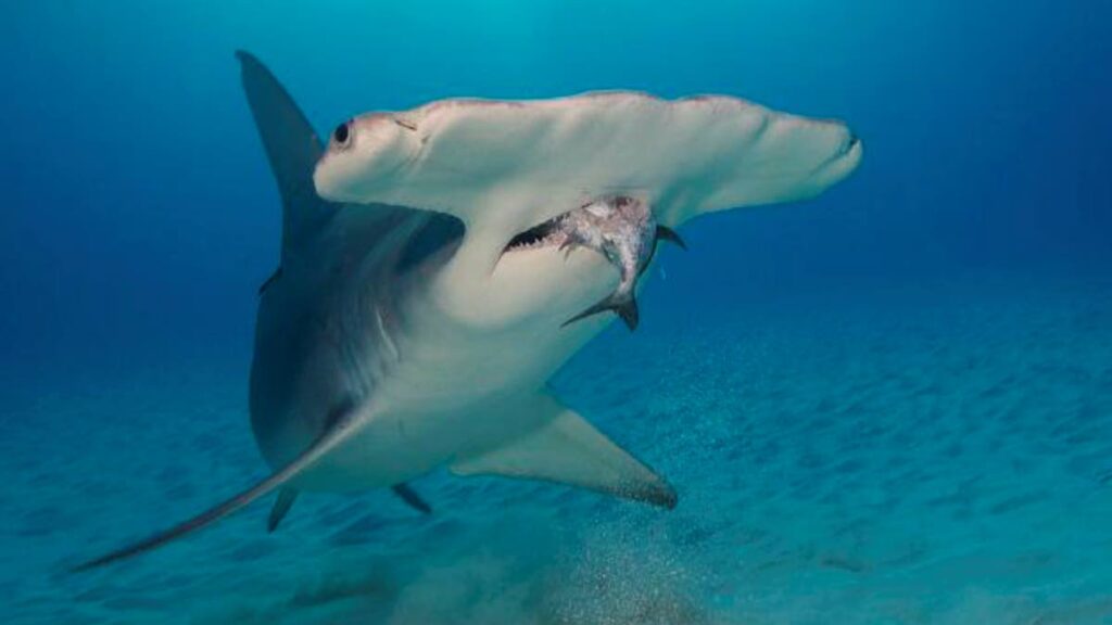 Great hammerhead shark - Photo source: University of the West Indies