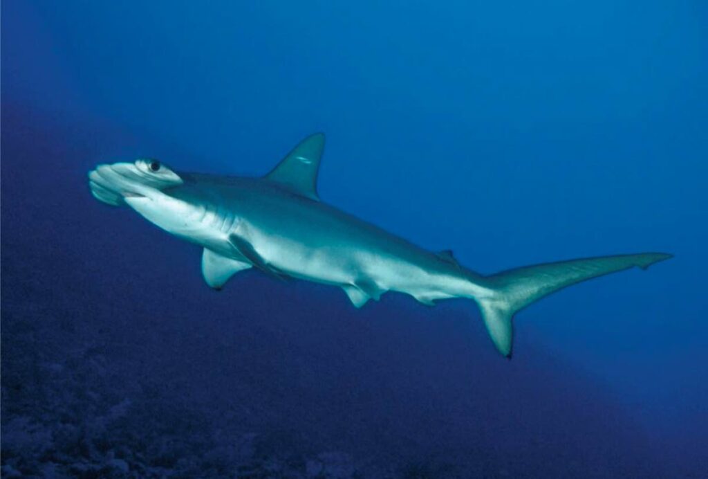 Scalloped hammerhead shark - Photo source: University of the West Indies