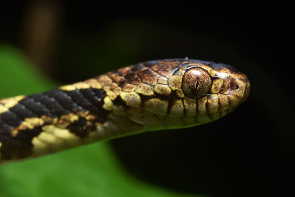 The Trinidad snail-eating snake’s diet is restricted to small land snails given its small head size and it spends most of its time in trees.  - 