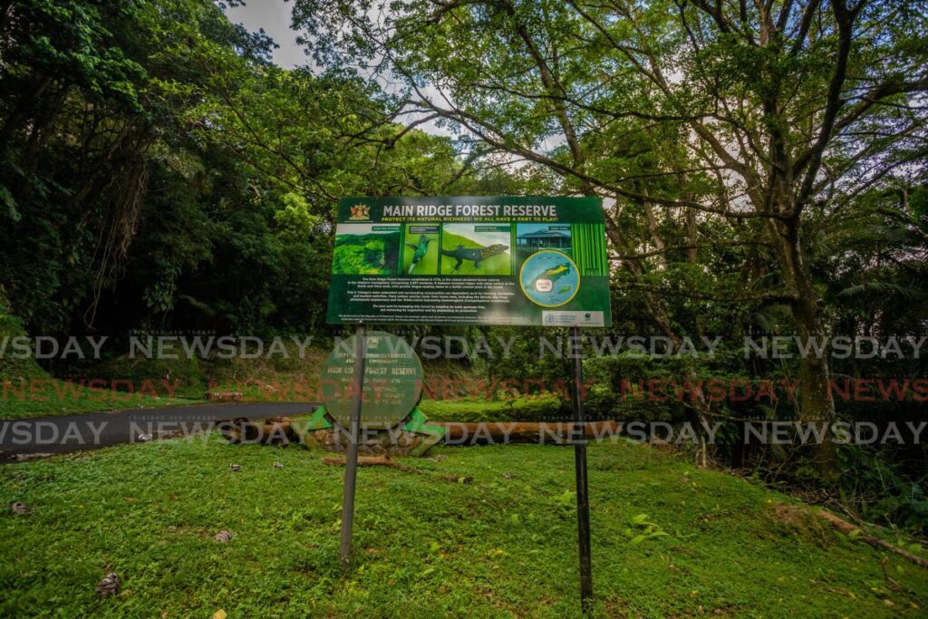 The entrance to the Main Ridge Forest Reserve, Tobago. Photo by Jeff K Mayers