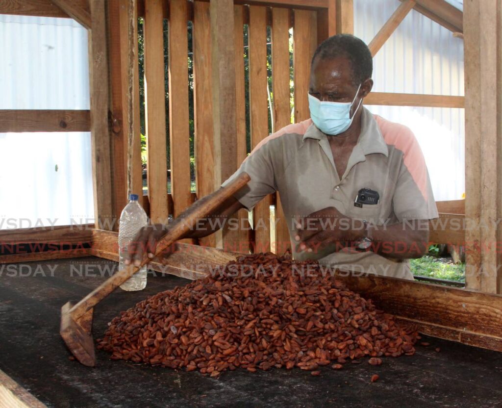 Director of Grande Riviere Chocolate Factory, Mathew Charles spreads cocoa beans with a special rake during the drying phase of cocoa production on November 26, 2021. Photo by Roger Jacob