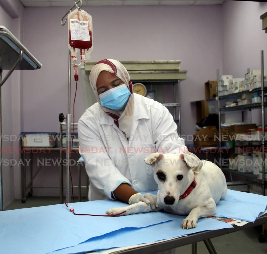 Dr Ansarah Hosein performing a blood transfusion on Claire, a female dog at Mt Hope School of Veterinary Medicine. - SUREASH CHOLAI
