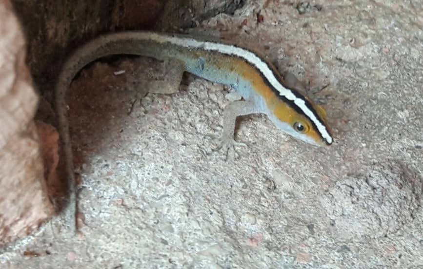 In the 2020 Backyard Edition of TT Field Naturalists' Club's annual Bio Blitz, the spotted gecko was the most recorded species. - Photo courtesy Renoir Auguste