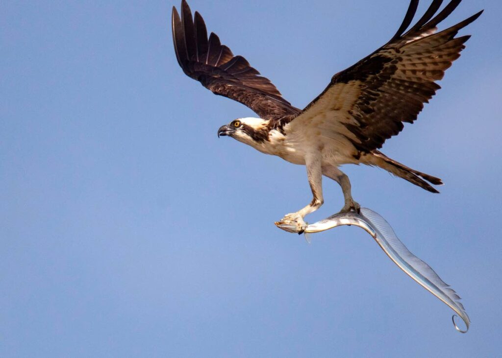 An osprey in flight with a cutlass fish for lunch. - Photo courtesy Rose-Anne Reyes