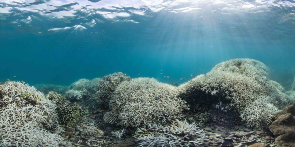 Coral bleaching on Lizard Island, Great Barrier Reef, 2015. PHOTO COURTESY The Ocean Agency/Ocean Image Bank - 