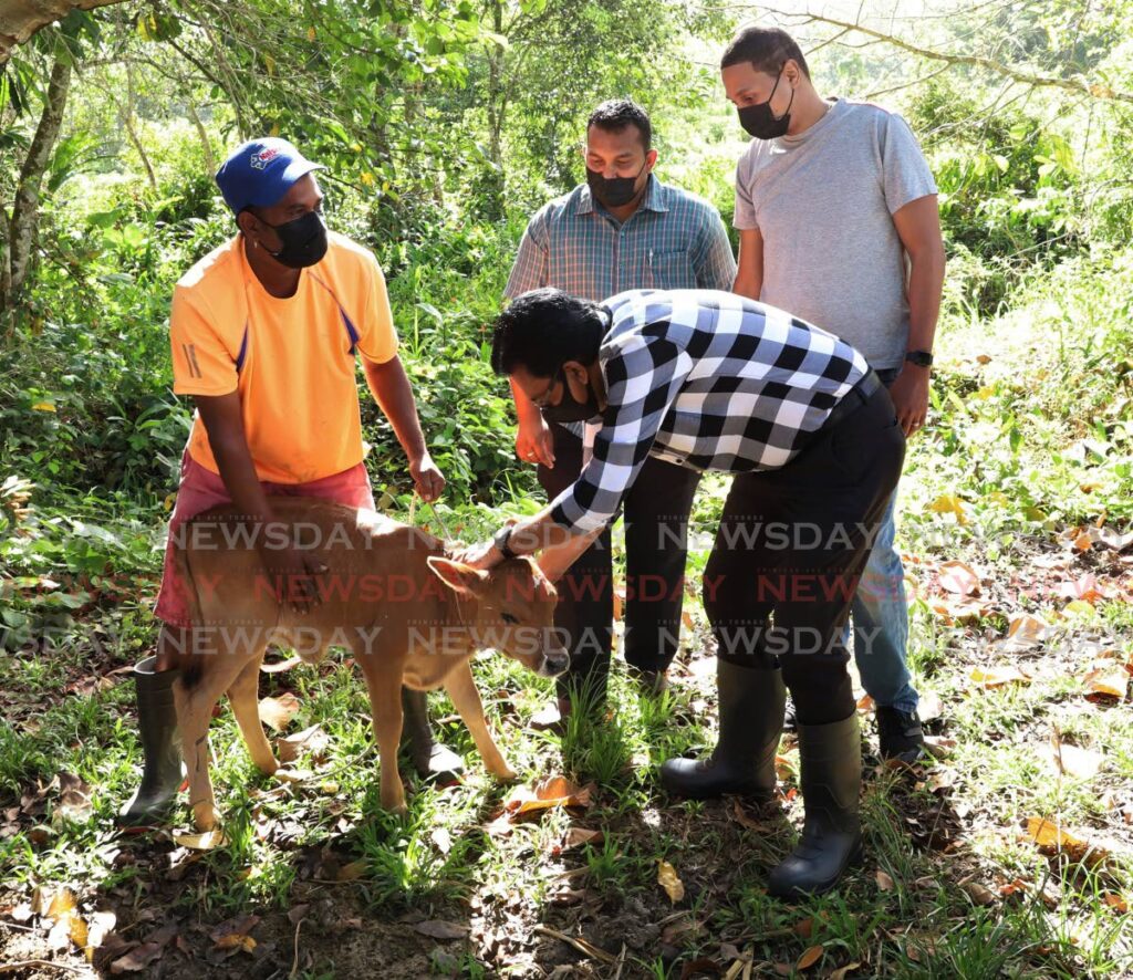 Cattle farmer Dave Rambajan hold a calf for Minister of Agriculture, Land and Fisheries Kazim Hosein while ministers Avinash Singh and Nigel De Freitas look on durinng a visit to Barrackpore to vaccinate animals in the area against rabies. Photo by Lincoln Holder - 