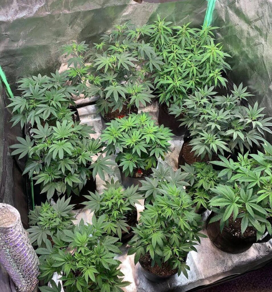 Marijuana plants. - 