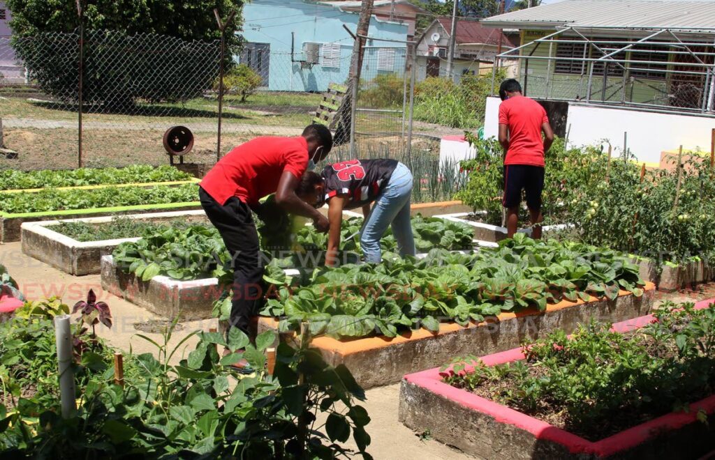 Children of the St Mary's Children's Home tend to their vegetable garden on the compound. - SUREASH CHOLAI