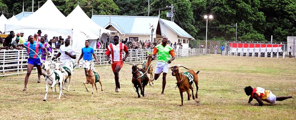 A jockey takes a tumble during one of the races at this year's A Taste of Buccoo event on Easter Tuesday at the Buccoo Integrated Facility. Photo courtesy bmobile - 