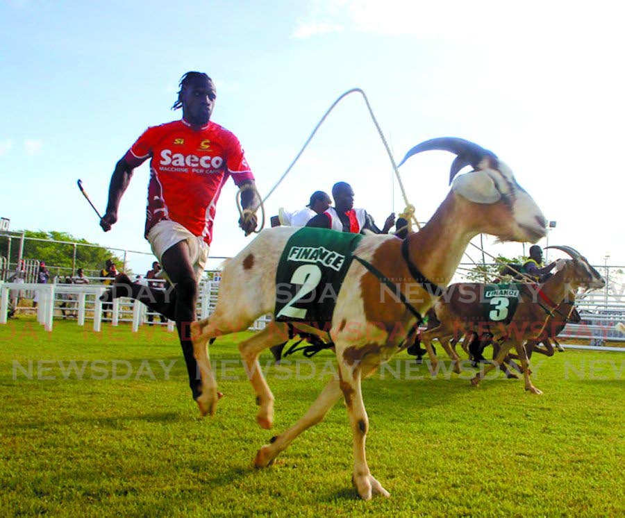 FAST START: Goat racing, a staple of Easter celebrations in Tobago will resume, albeit on a scaled-down level, after a two-year absence due to the pandemic. FILE PHOTO - 
