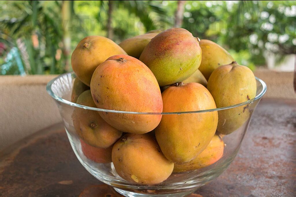 When mangoes are abundant, remove the pulp from the ripe mangoes and freeze for use later on in the year.  - 