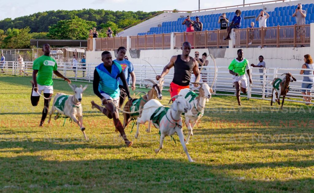 Jockeys and their goats race to the finish line at the Tobago Africans and Goat Owners' 4th annual Goat, Crab Race and Calypso day in 2020. FILE PHOTO - 