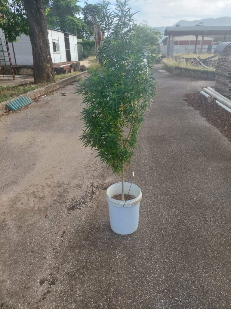 SEIZED: The marijuana plant found growing on a school compound on Monday by police. - ttps