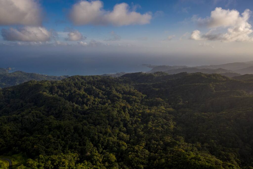 The Main Ridge Forest Reserve, Tobago - Photo by Jeff K Mayers