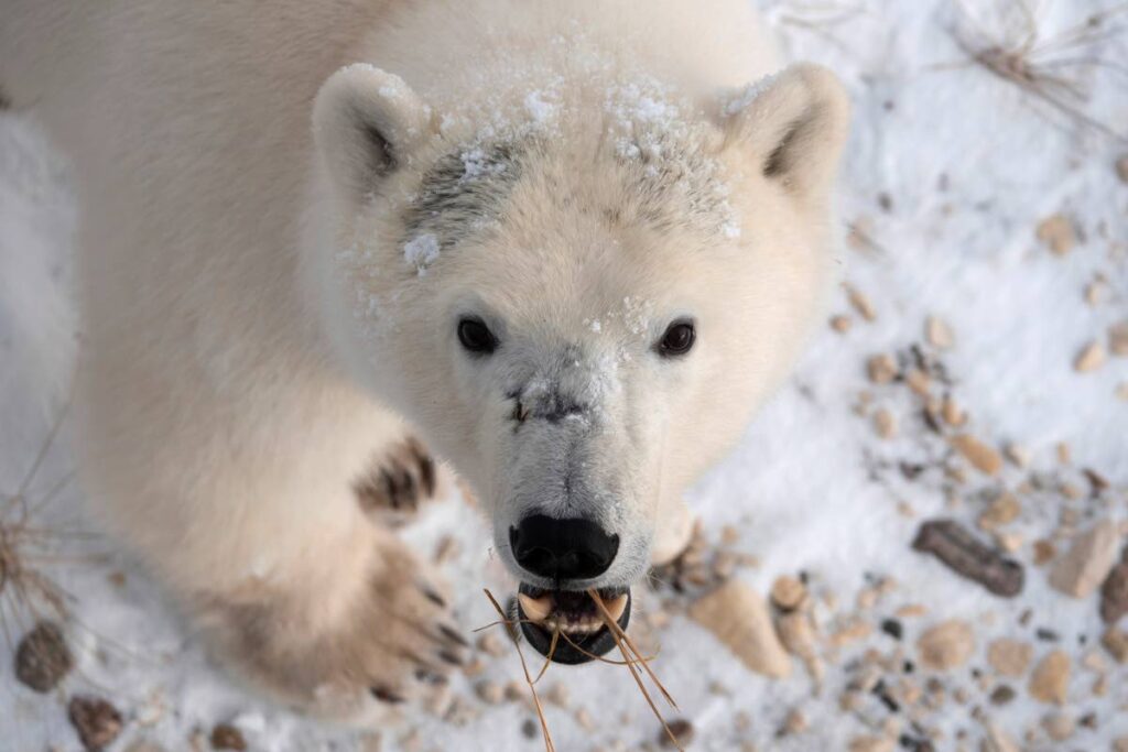 This 2020 photo provided by Polar Bears International shows a polar bear in Churchill, Manitoba, Canada during migration. At risk of disappearing, the polar bear is dependent on something melting away on our warming planet: sea ice. - 
