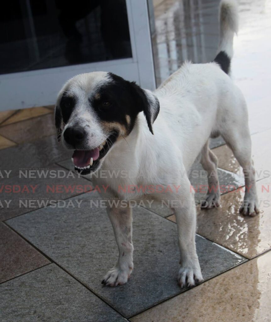 A dog at a training facility in east Trinidad. The TT Veterinary Association is warning the public against people pretending to be vets. - PHOTO BY ROGER JACOB