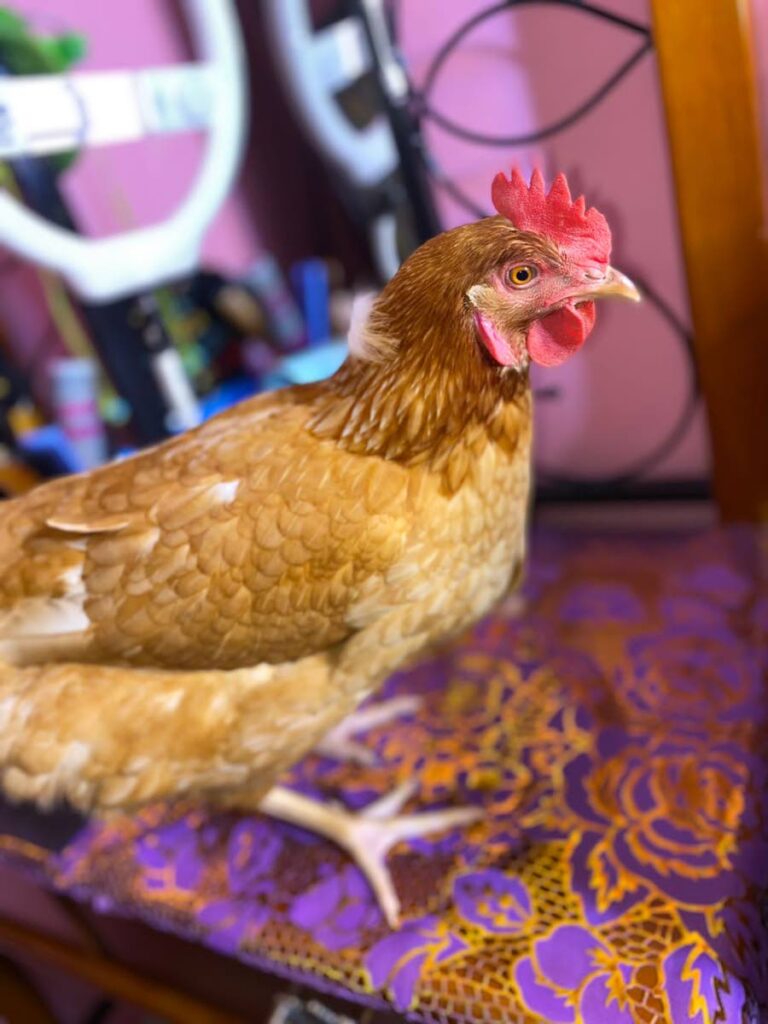 Pėpas, naminis viščiukas, pozuoja savo šeimininko namuose Cumuto mieste.  Už saugų jos sugrįžimą siūlomas 500 USD atlygis.  - 