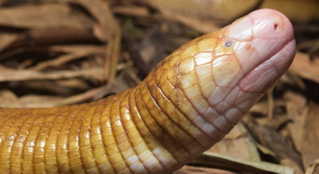 The red legless lizard is one of only two species of legless lizards found in TT. Photo courtesy Rainer Deo