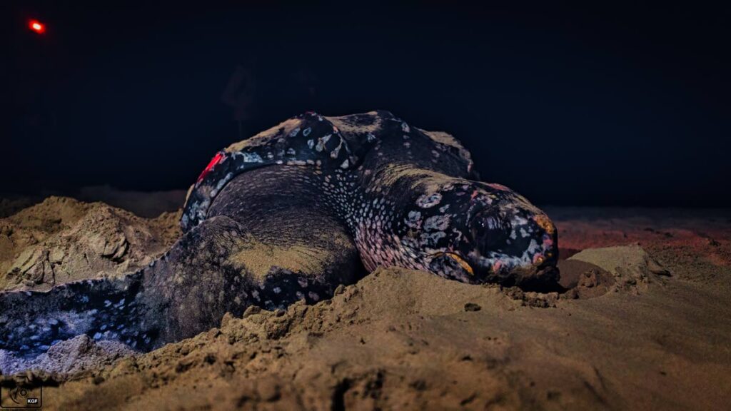 Photographer Kevin Falby captured this leatherback turtle laying eggs while on a tour organized by the Las Cuevas Eco-Friendly Association at the turtle nesting site, Las Cuevas on May 21.