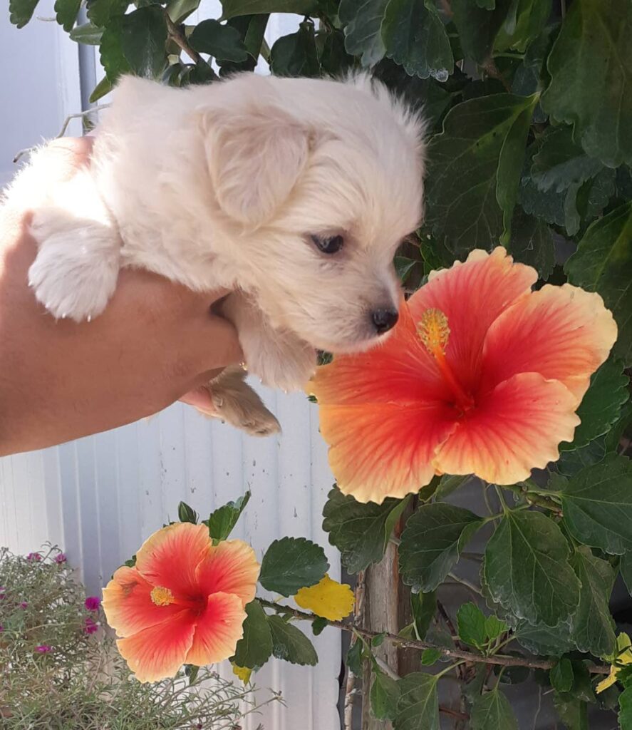 
A dog is held by its owner to smell hibiscus in bloom. - Photo courtesy Vanita Balchan