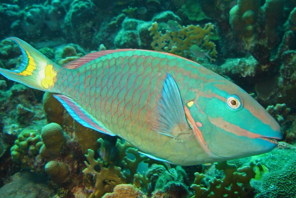 Stoplight parrotfish (Sparisoma viride). Photo source: Adona9 at English Wikipedia - 