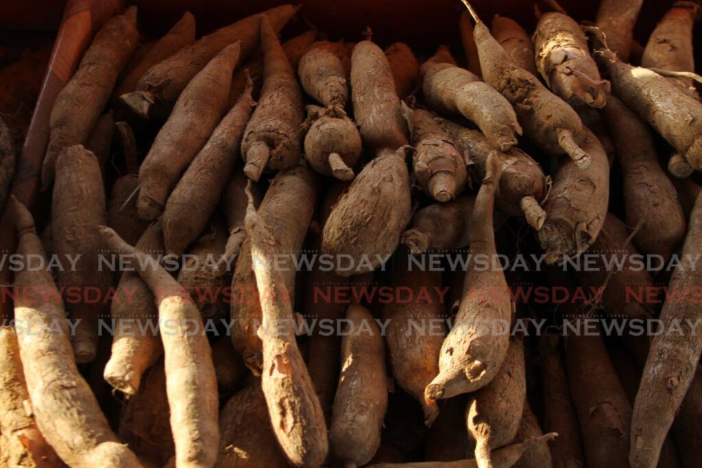 Cassava at a farm in Caroni. Photo by Marvin Hamilton