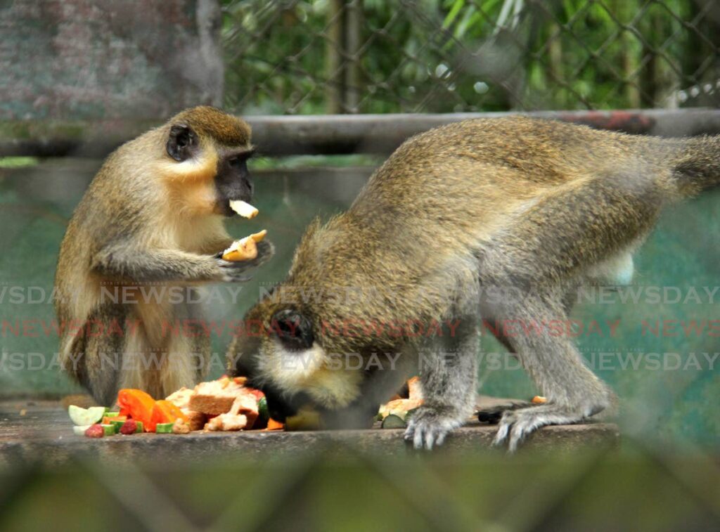 Green monkeys have lunch at the Emperor Valley Zoo, Port of Spain in December, 2021. File photo/Ayanna Kinsale