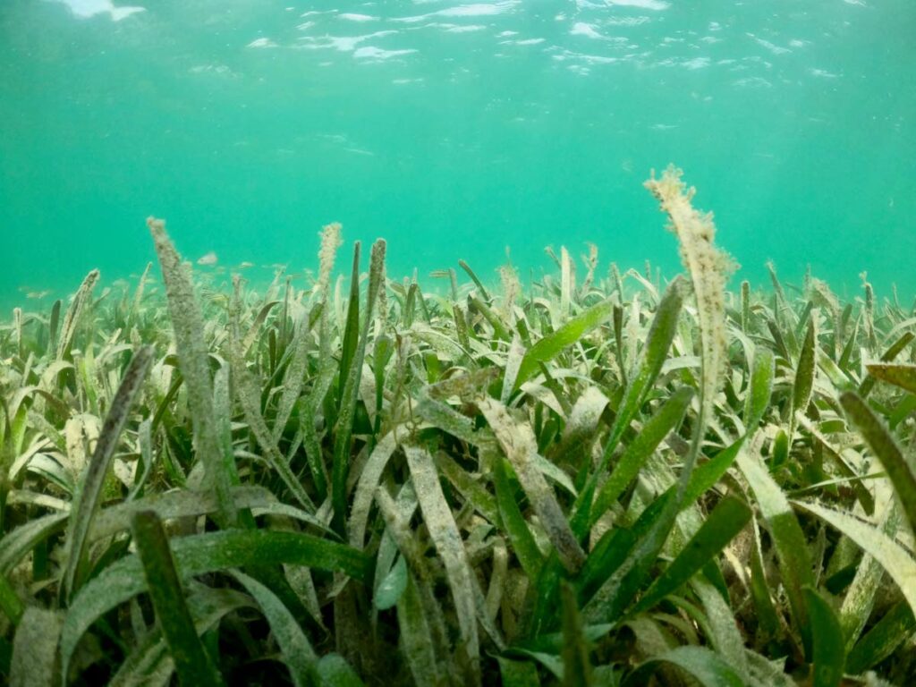 A seascape of seagrasses at Bon Accord Lagoon, Tobago.  