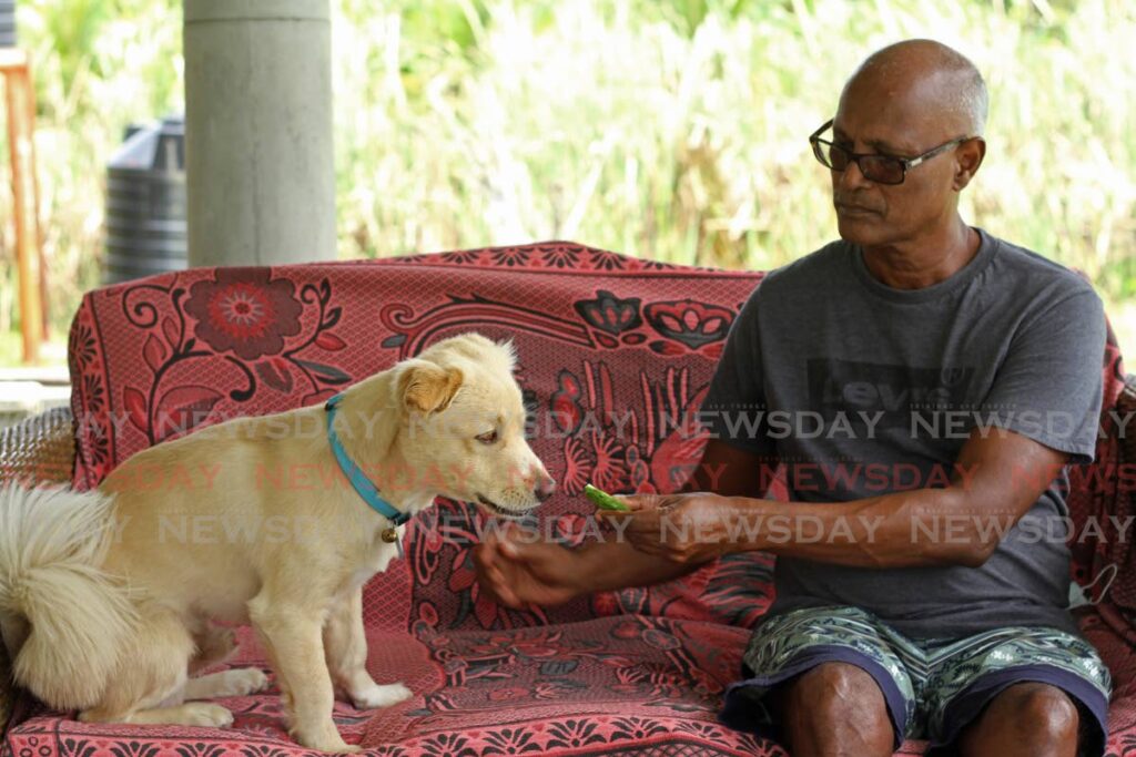 Loki gets a cucumber snack from his owner Clay Baksh at their home in Barrackpore. - Marvin Hamilton