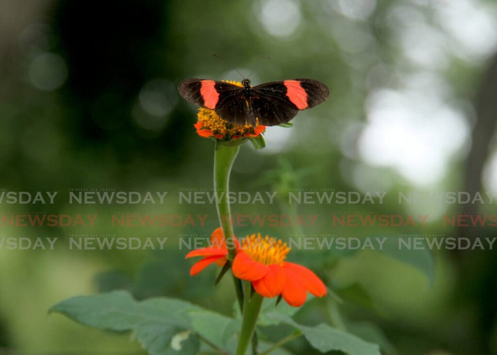 The erato longwing (Heliconius erato) rests on a flower at the Butterfly Garden, Royal Botanic Gardens, Port of Spain. - AYANNA KINSALE