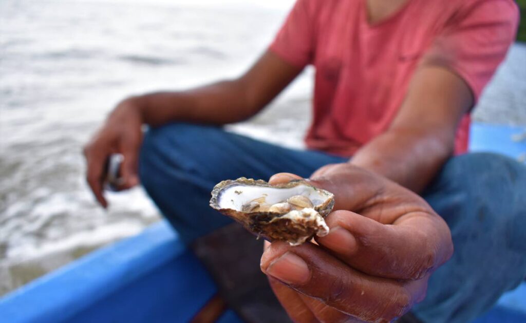 A member of Ecosystem Approach Ltd conducting studies to embark upon their environmental project of boosting the numbers of oysters.  Photo courtesy Vieanna Tirbanie 
