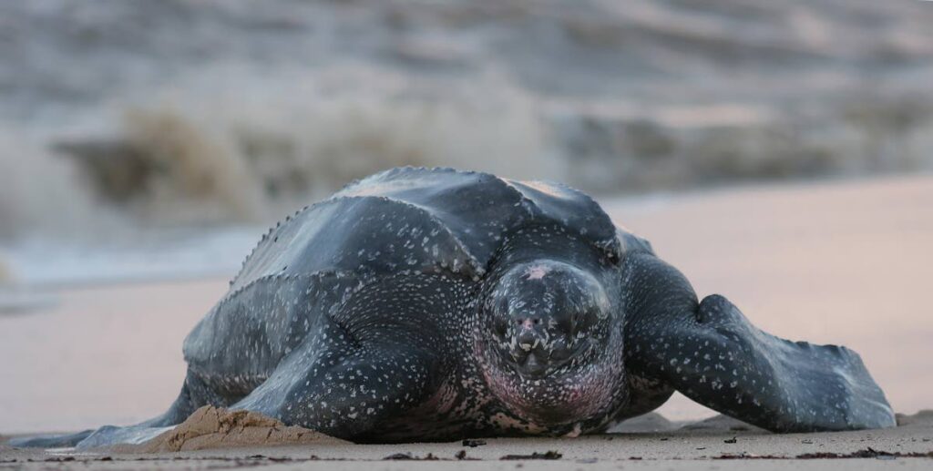 Leatherback turtles come ashore in Trinidad to lay eggs. - 