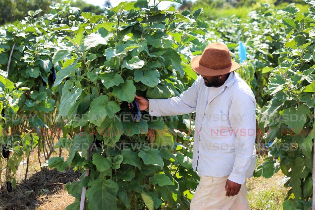 In this photo taken in 2020, farmer Roger Popalie tends to a crop of melogene in Aranguez. - SUREASH CHOLAI
