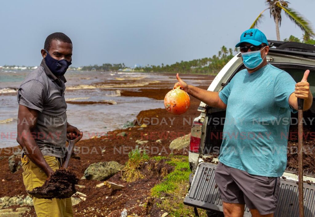 Gardener Danny Solomon, right, and his workman Lucius Williams shovel sargassum at Lambeau Beach. Solomon, a gardener for the last ten years, is using it for manure at his Orange Hill Village garden.  - FILE PHOTO/Stephon Nicholas