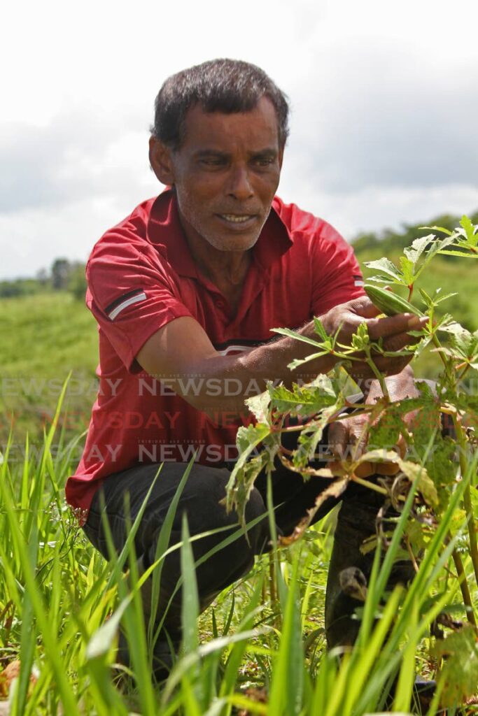 In this 2021 file photo, Indian Walk farmer, Kamaldeo Ramlogan, shows damaged done to his ochro plants by locusts. File photo/Marvin Hamilton