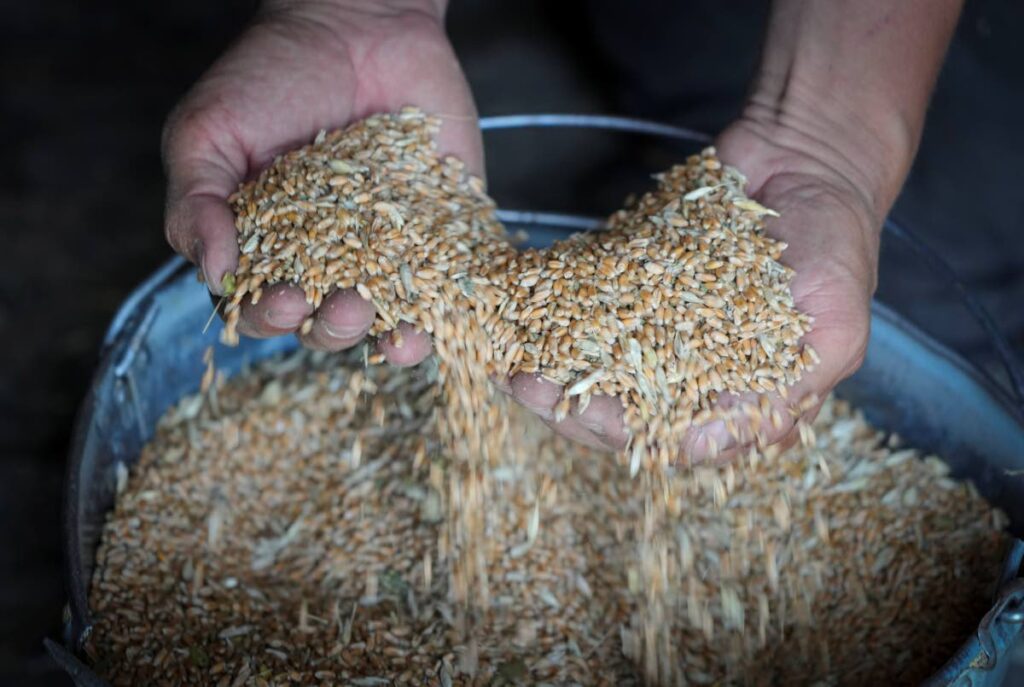 In this file photo, a farmer  shows his grains in his barn in the village of Ptyche in eastern Donetsk region, Ukraine in early June. - AP PHOTO