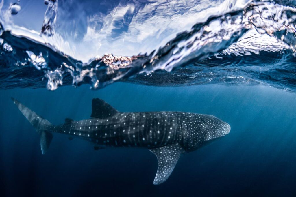 A whale shark, Ningaloo Reef, Western Australia.  - Lewis Burnett / Ocean Image Bank
