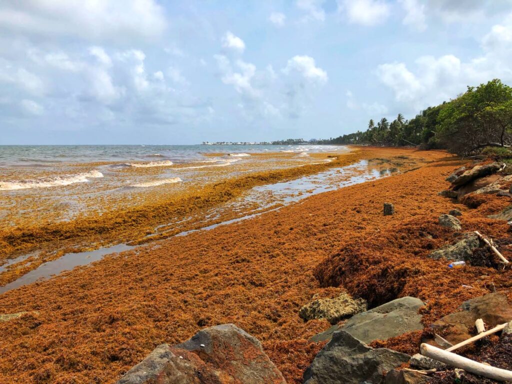 Sargassum washed up at Lambeau in 2021.  Photo courtesy Anjani Ganase