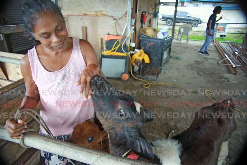 Pauline Lumfai, mother of murdered six-year-old Sean Luke, tends to her animals near her home at Orange Valley, Couva on Wednesday. Photo by Lincoln Holder