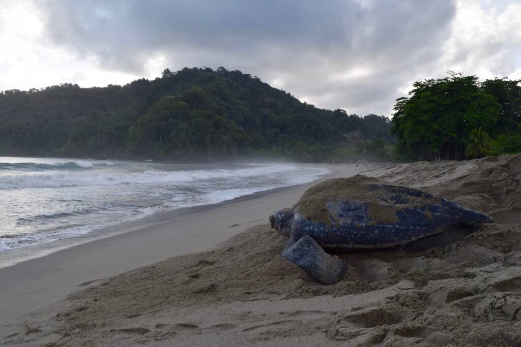 A leatherback turtle returning to the sea in Grande Riviere. TT is host to five species of sea turtles, all of which are under threat of extinction and are designated protected species under TT law. Photo courtesy Dr Anjani Ganase