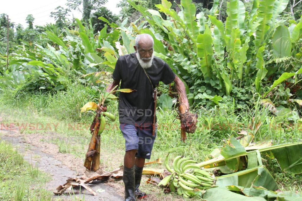 Farmer Wayne James, 66, displays some of the suckers from his plantain trees at his Back Street, Guapo, Point Fortin, garden on Monday. Thieves stole about $7,000 worth of suckers from the garden over the weekend. - Marvin Hamilton 